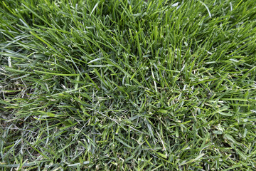 Green hedge background