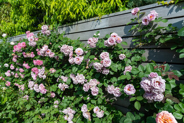 神奈川県横浜市　横浜イングリッシュガーデンのバラ