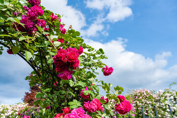 神奈川県横浜市　横浜イングリッシュガーデンのバラ