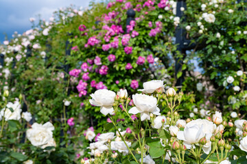 神奈川県横浜市　横浜イングリッシュガーデンのバラ