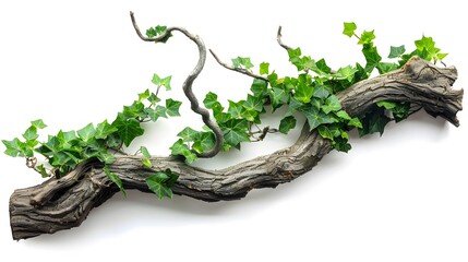 tree branch, isolated on white background