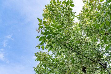 ネグンドカエデの新緑