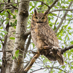 Great Horned Owl, Durango, Colorado