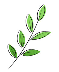 tea leaf　④