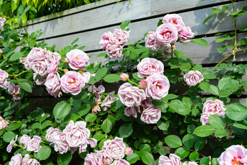 神奈川県横浜市　横浜イングリッシュガーデンのバラ