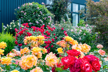 神奈川県横浜市　横浜イングリッシュガーデンのバラ