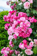 神奈川県横浜市　横浜イングリッシュガーデンのバラ