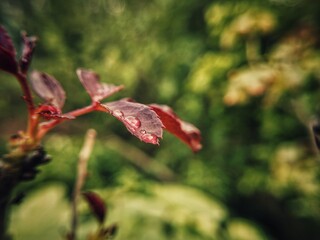 Rose leaf with dew  closeup waterdrop. amazing stock photo.