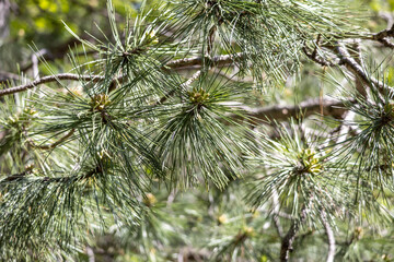 Full frame abstract texture background of an Austrian pine tree (pinus nigra) with long needles in sunlight. Also known as a black pine.