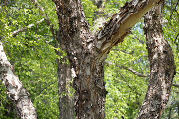 Close up texture view of beautiful brown and tan colored torn bark on a showy river birch tree (betula nigra)