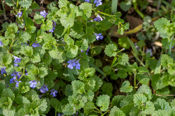 Close up texture background of invasive Creeping Charlie (glechoma hederacea) perennial wildflower...