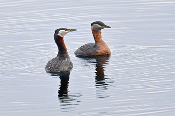 A pair of Red-necked Grebes (Podiceps grisegena) on an Alaska lake.