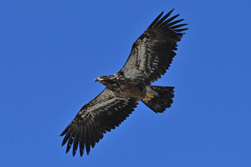 A juvenile bald eagle (Haliaeetus leucocephalus) soars through the sky above Alaska.