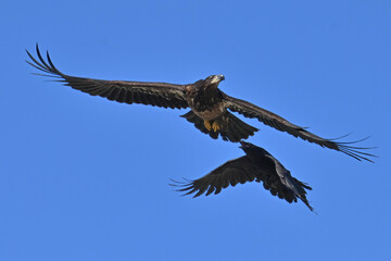A common raven chases and harasses a juvenile bald eagle in the skies over Alaska.