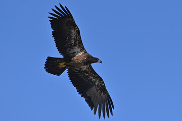 A juvenile bald eagle (Haliaeetus leucocephalus) soars through the sky above Alaska.