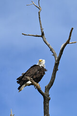 An American bald eagle (Haliaeetus leucocephalus) surveys its territory while perched on a dead tree branch.