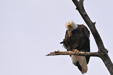An American bald eagle (Haliaeetus leucocephalus) scratches its cheek while perched on a dead tree branch.