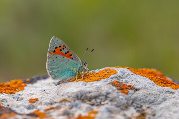 Tiny blue butterfly on lichen rock, Romanoff's Tomares, Tomares romanovi