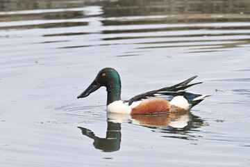 A Northern Shoveler drake (Spatula clypeata) foraging on Reflections Lake, Alaska, during its annual migration from the southern United States and Mexico.