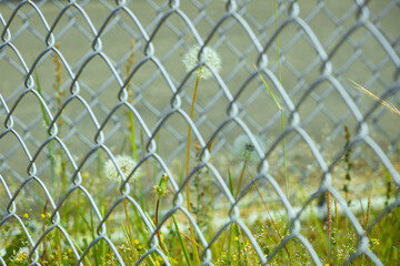 Fototapeta premium フェンス越しのタンポポ