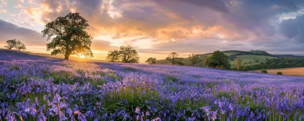 Sunset over a lavender field with a lone tree