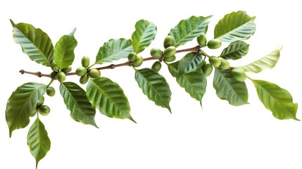 Coffee tree branch with green leaves - Powered by Adobe