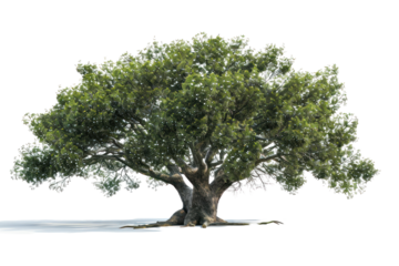 white background, summer, nature, old, big tree on a white background