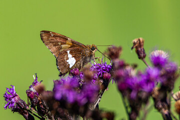 A silver-spotted skipper butterfly, Epargyreus clarus, feeds on Iron Weed nectar in Culver, Indiana