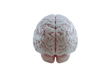 Abstract human brain on a white background