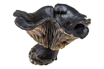 Black ear mushroom isolated on white background