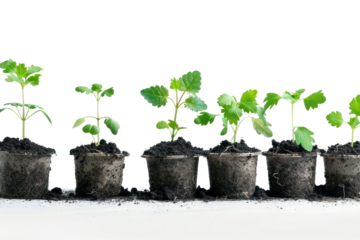 Stages of planting seedlings in soil on a white background