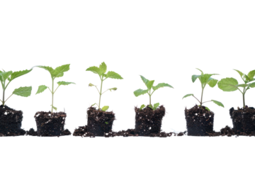 Stages of planting seedlings in soil on a white background