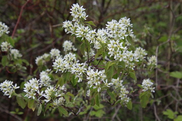 Flowers Of Spring, Gold Bar Park, Edmonton, Alberta