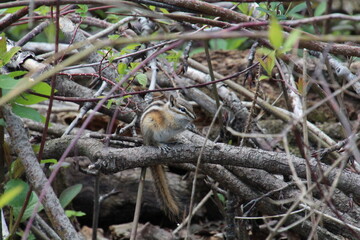 Chipmunk In The Tree, Gold Bar Park, Edmonton, Alberta