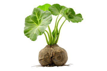 Fresh Taro isolated on white background