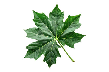 Obraz premium Fresh papaya leaves isolated on white background