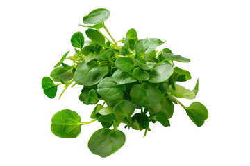 Fresh water cress isolated on white background