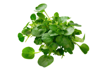 Fresh water cress isolated on white background