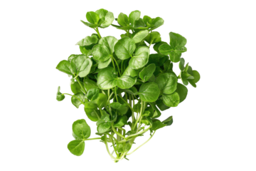 Fresh water cress isolated on white background