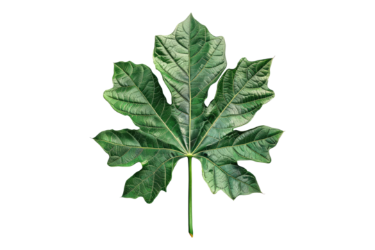 Fresh papaya leaves isolated on white background