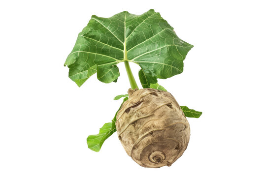 recommend clip art: Fresh Taro isolated on white background
