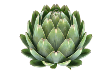 Green artichoke isolated on white background