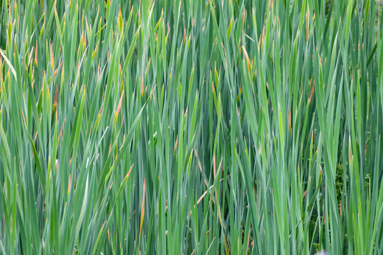 fondo totora