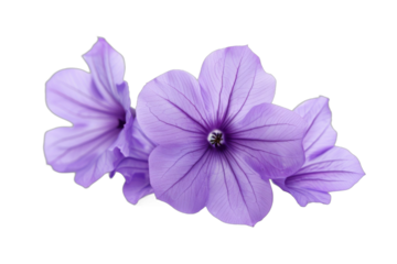 Three purple flowers are arranged in a row