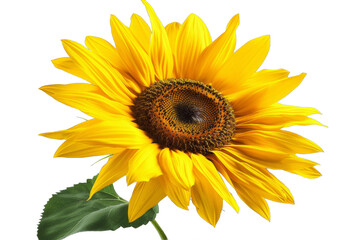Fototapeta premium A yellow sunflower with a green leaf on top