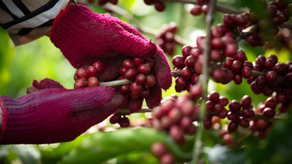Coffee farmers pick red ripe robusta or red ripe arabica coffee berries for harvesting.
