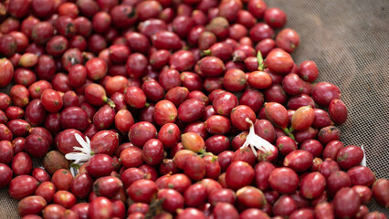 Fresh red coffee red cherry coffee bean 