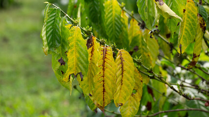 Leaves of a coffee plant damaged by pests