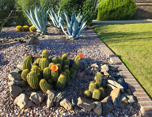 Blooming Hedgehog cacti, Echinocereus, and Blue Agave at xeriscaped desert style patch next to a...