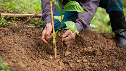 Man planting coffee seedlings in a coffee plantation surrounded by soil and natural